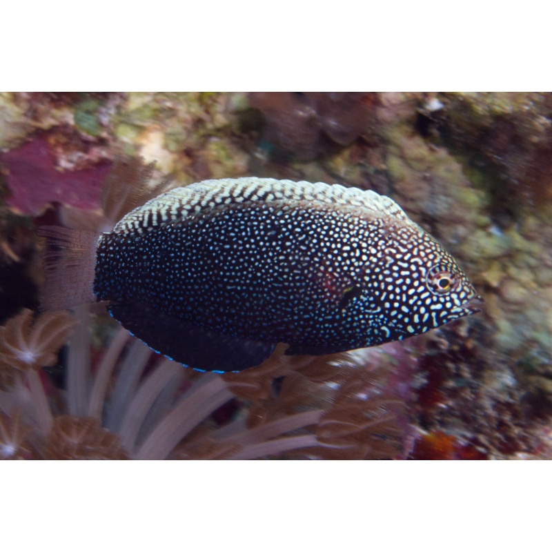 Black Leopard Wrasse (Macropharyngodon negrosensis)