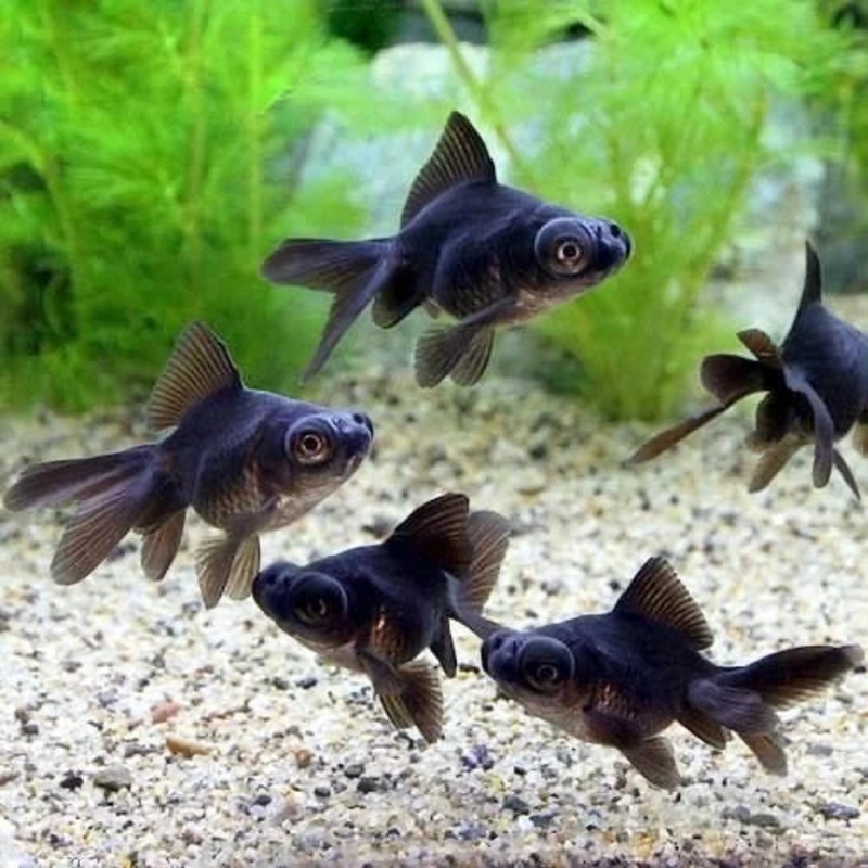 Black Moor Goldfish (Carassius auratus) (5 pcs)