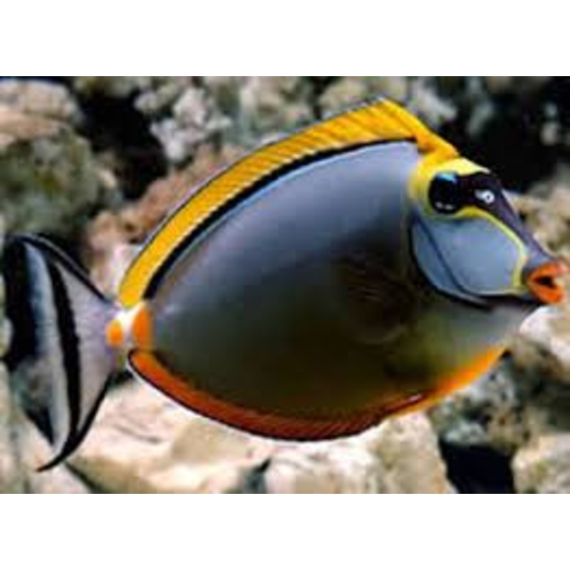 Blonde Naso Tang (Naso elegans)