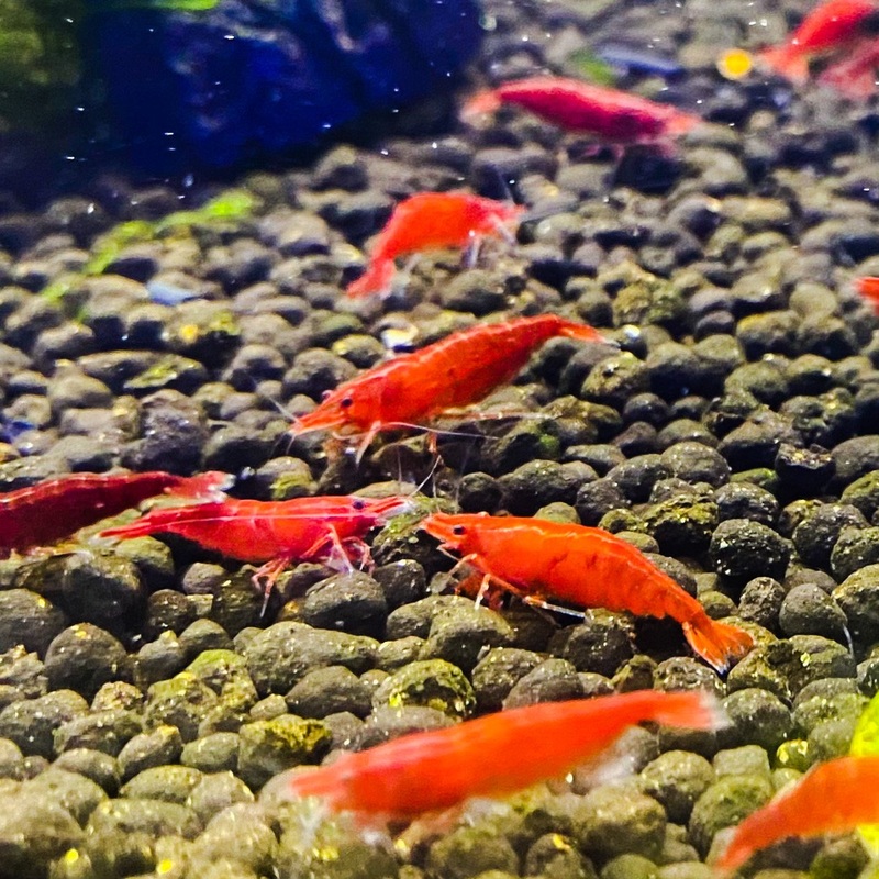 Bloody Mary Shrimp () (5pcs)