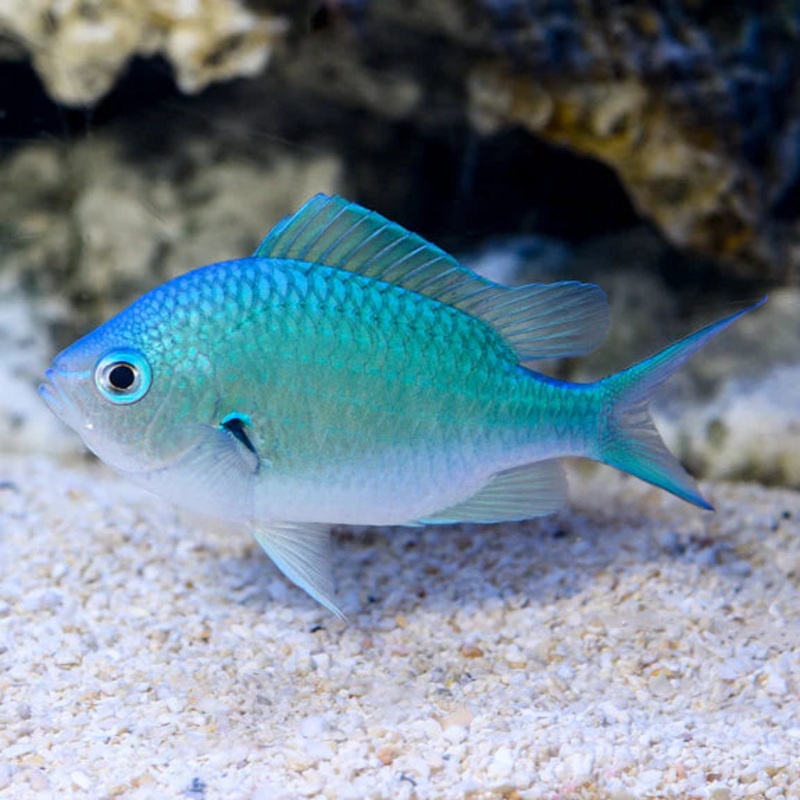 Blue-Green Chromis (Chromis viridis)