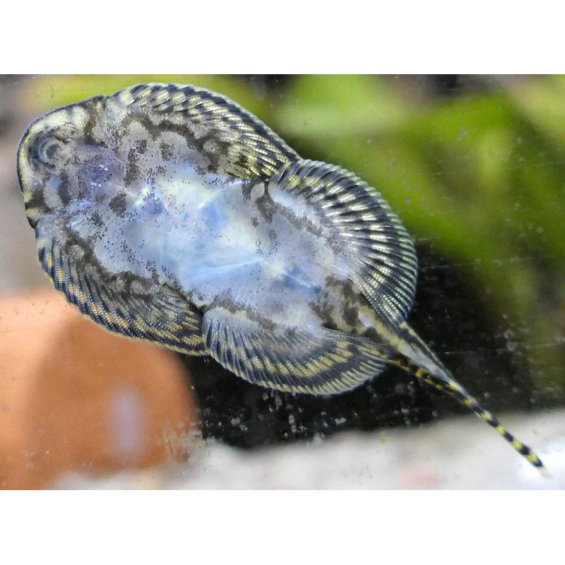 Borneo Sucker (Pseudogastromyzon myers) (5pcs)
