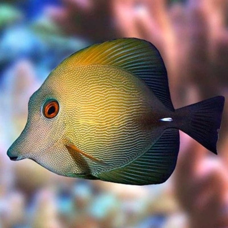 Brown/Scopas Tang (Zebrasoma Scopas)