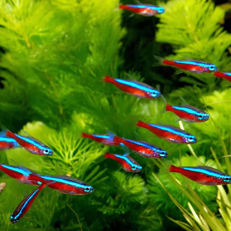 Cardinal Tetra (Paracheirodon axelrodi) (5pcs)