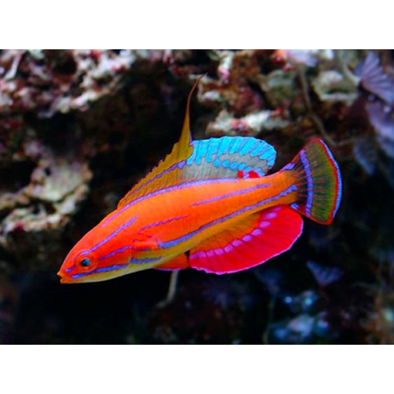 Carpenter's Flasher Wrasse (Paracheilinus carpenteri)