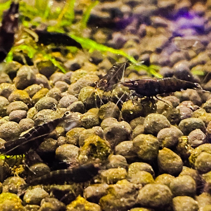 Chocolate Shrimp () (5pcs)