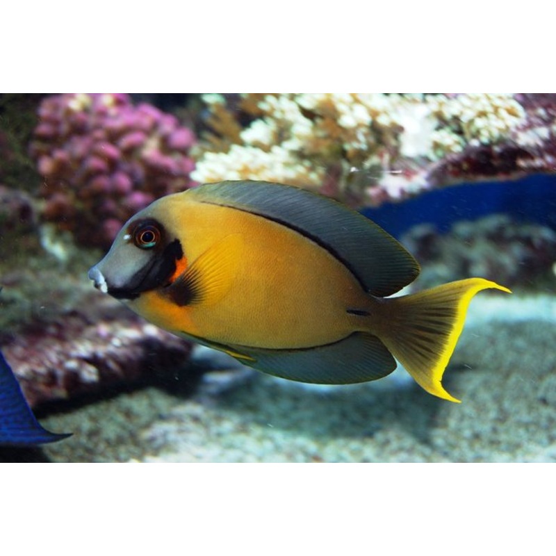 Chocolate Tang (Acanthurus pyroferus)