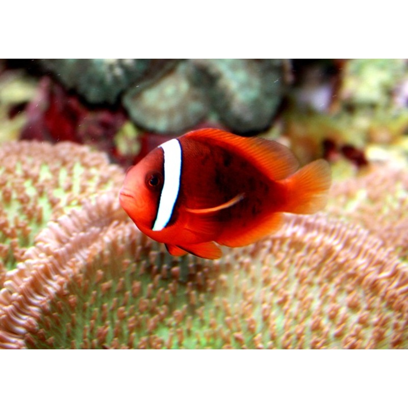 Cinnamon/Red and Black Anemone Clownfish (Amphiprion Melanopus)