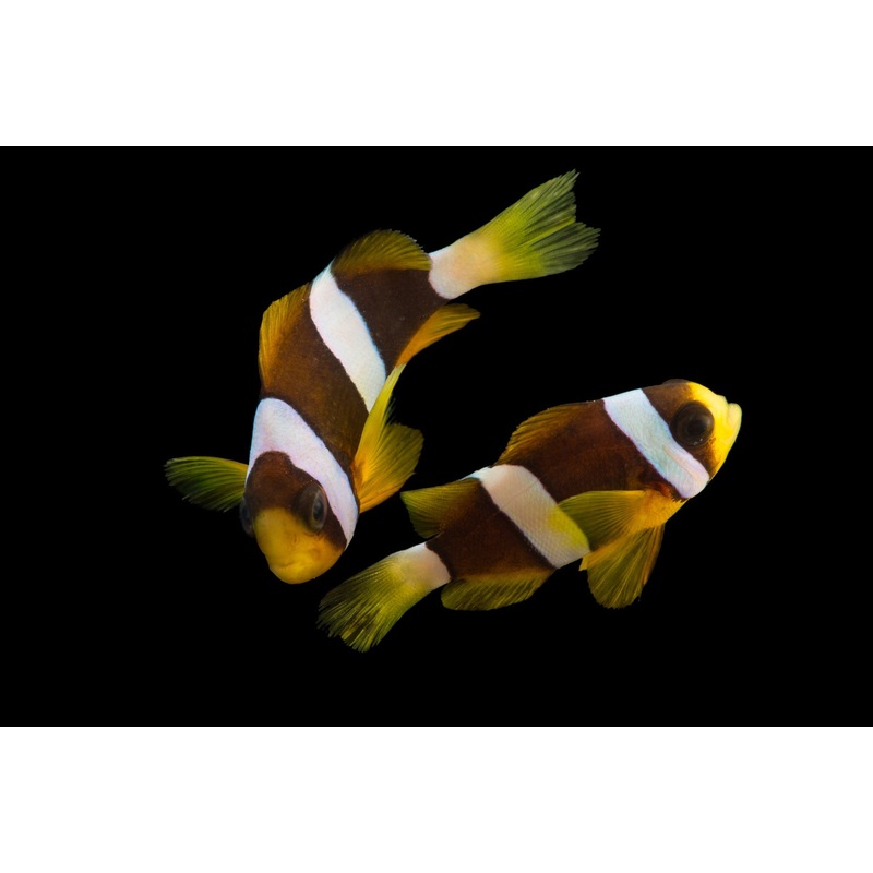 Clarkii Clownfish (Amphiprion clarkii)