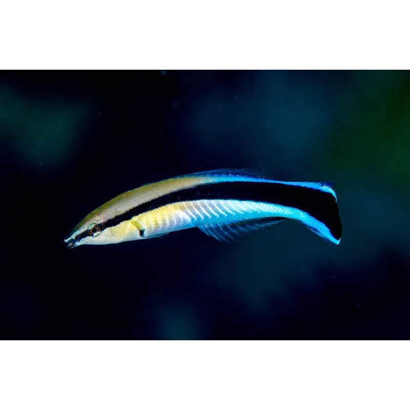 Cleaner Wrasse (Labropsis dimitiatus)