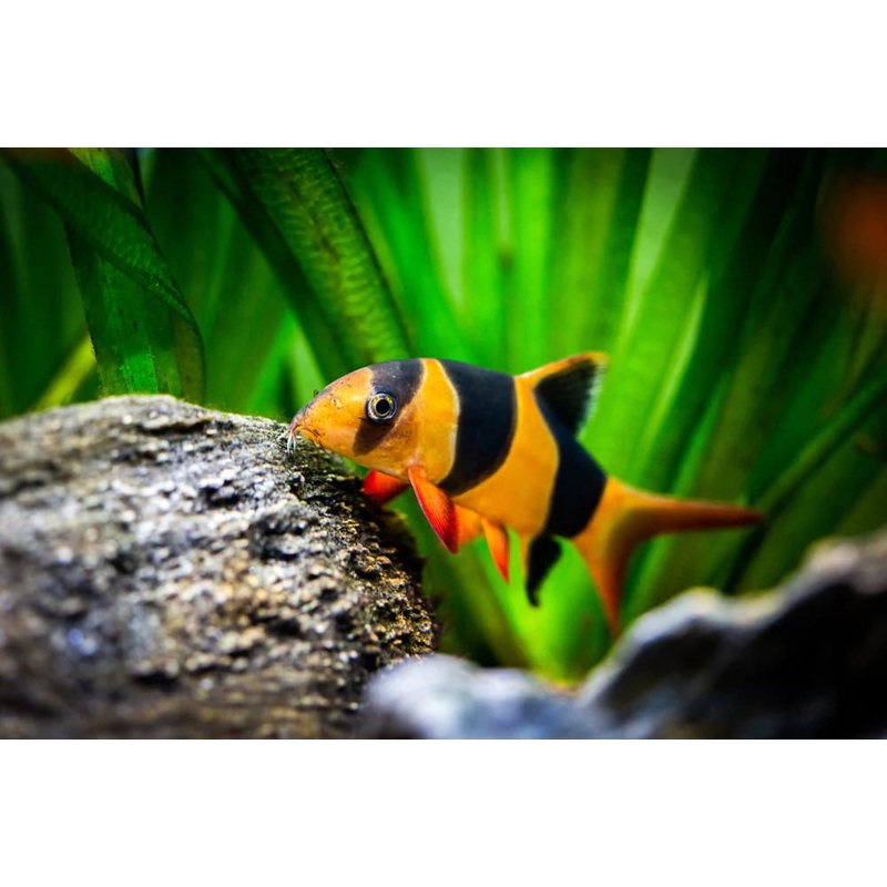 Clown Loach (Chromobotia macracanthus) (5pcs)