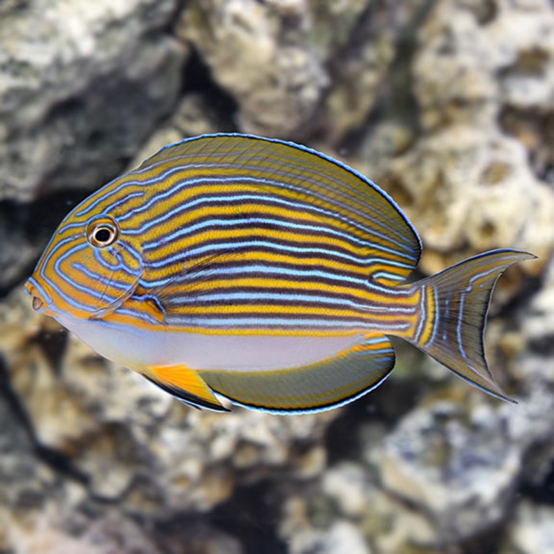 Clown Surgeon (Acanthurus lineatus)
