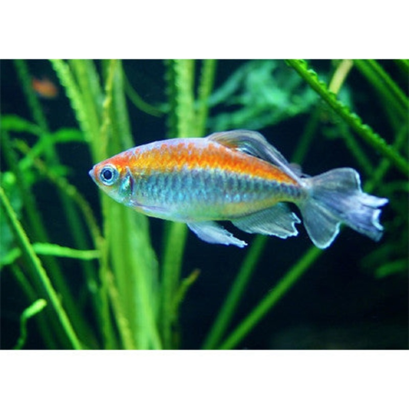 Congo Tetra (Phenacogrammus Interruptus) (5pcs)