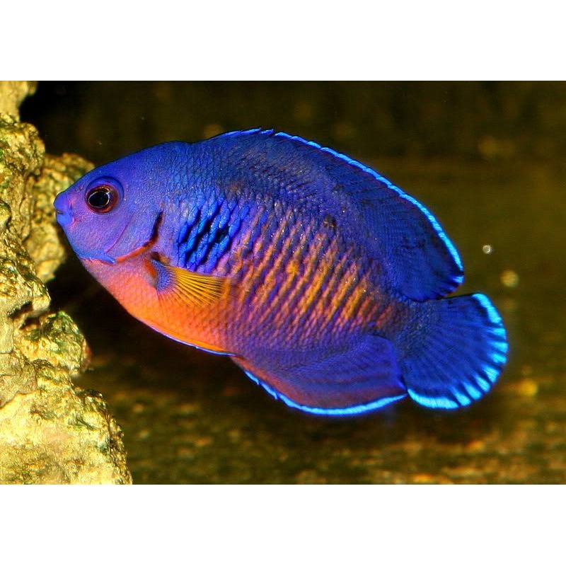 Coral Beauty Angelfish (Centropyge bispinosa)