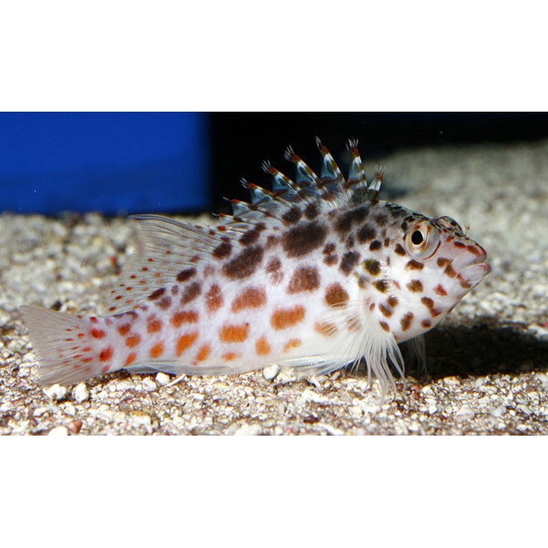 Coral Hawkfish (Cirrhitichthys oxycephalus)