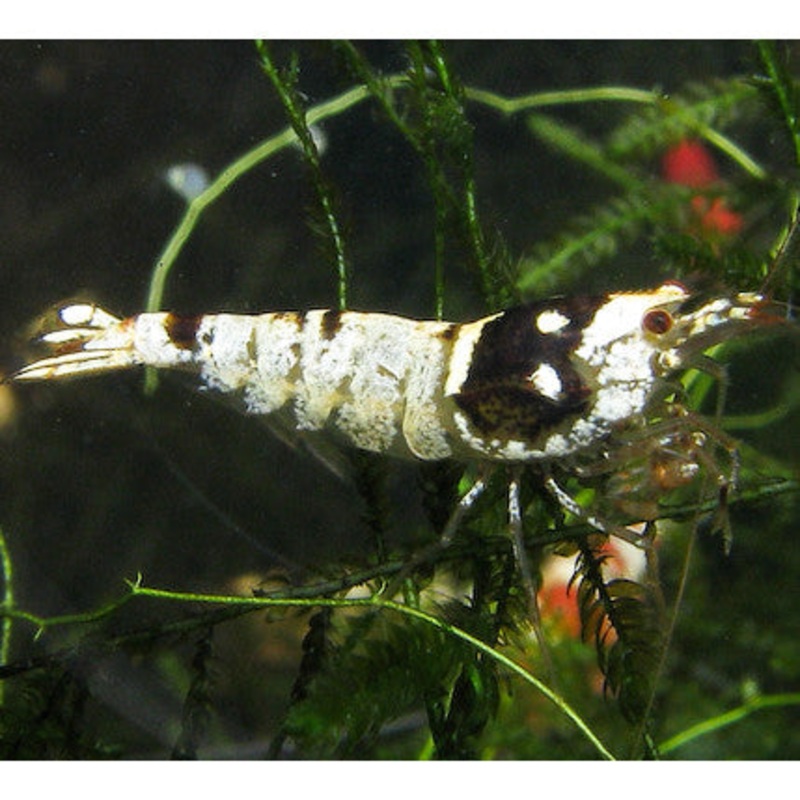 Crystal Black Shrimp (5pcs)