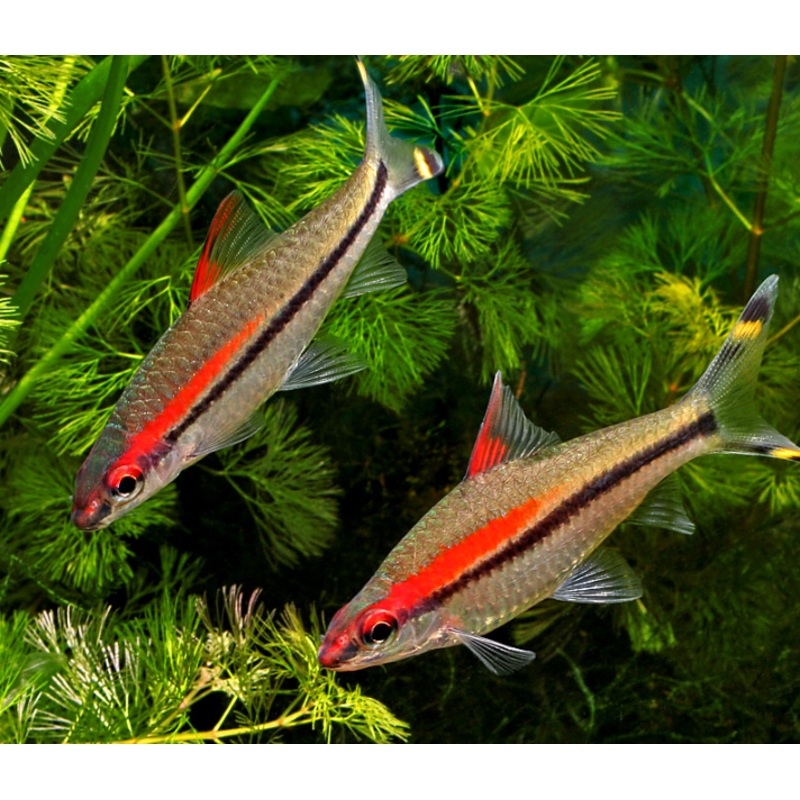 Denison Barb (Sahyadria denisonii) (5pcs)