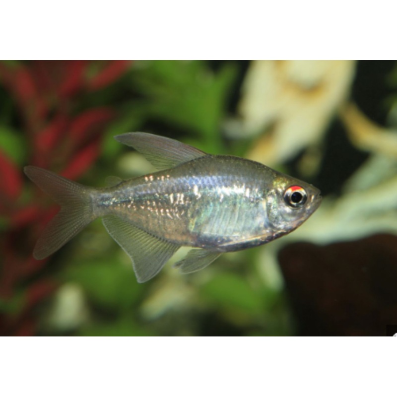 Diamond Tetra (Moenkhausia Pittieri) (5pcs)