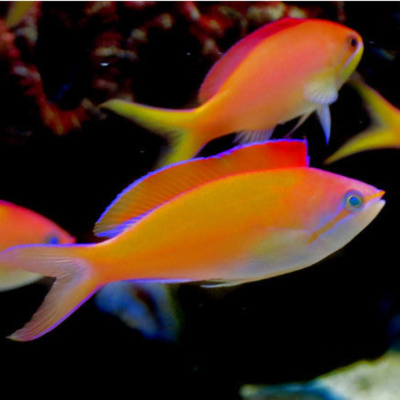 Dispar Anthias (Mirolabrichthys dispar, Pseudanthias dispar)