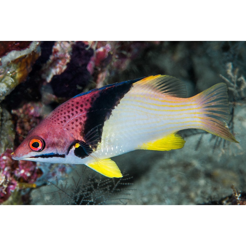 Eclipse Hogfish (Bodianus mesothorax).
