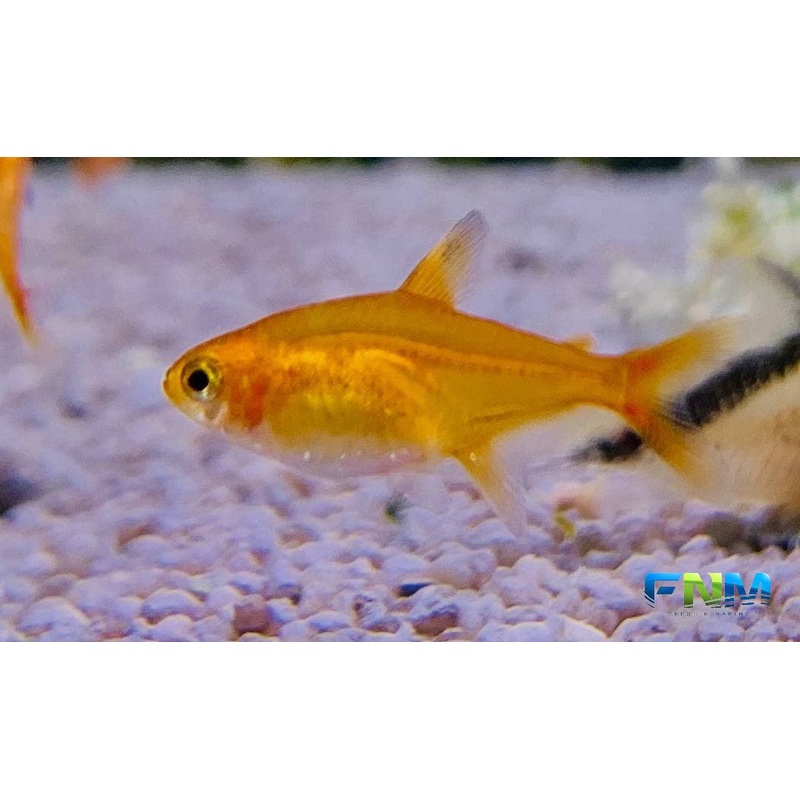 Ember Tetra (Hyphessobrycon amandae) (5pcs)