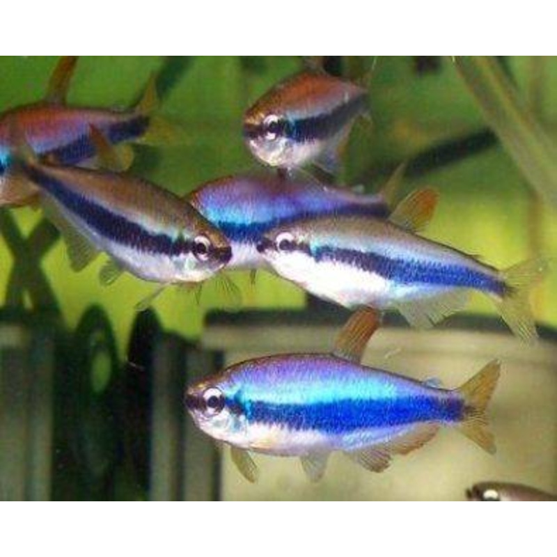 Emperor Tetra (Nematobrycon palmeri) (5pcs)