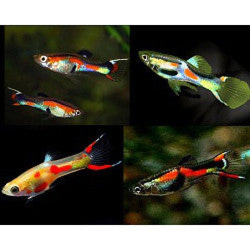 Endler Guppy (Poecilia wingei) (Assorted Colours) (5pcs)
