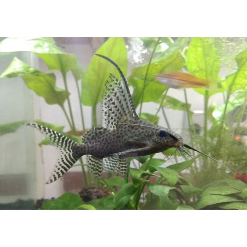 Featherfin Catfish (Synodontis Euptera) (5pcs)