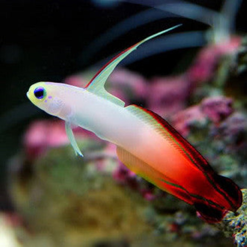 Fire Goby (Nemateleotris magnifica)