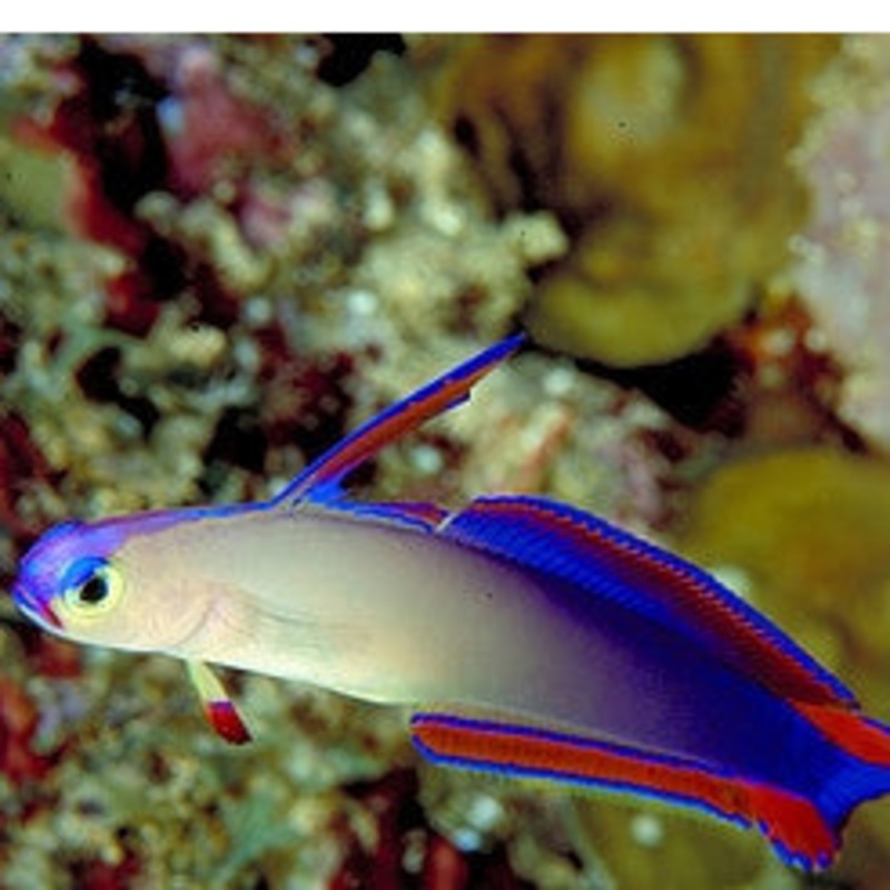 Flame Fire Goby (Nemateleotris decora)