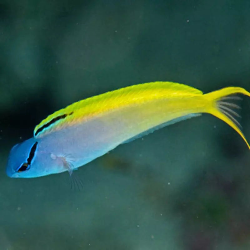 Forktail Blenny (Meiacanthus atrodorsalis)