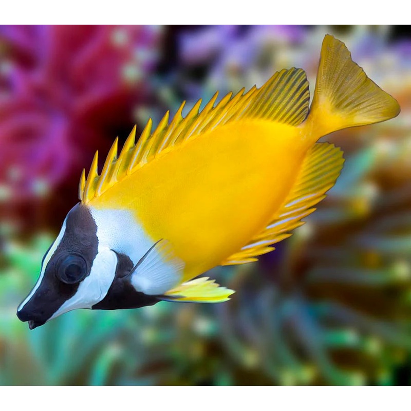 Foxface Rabbitfish (Siganus vulpinus)