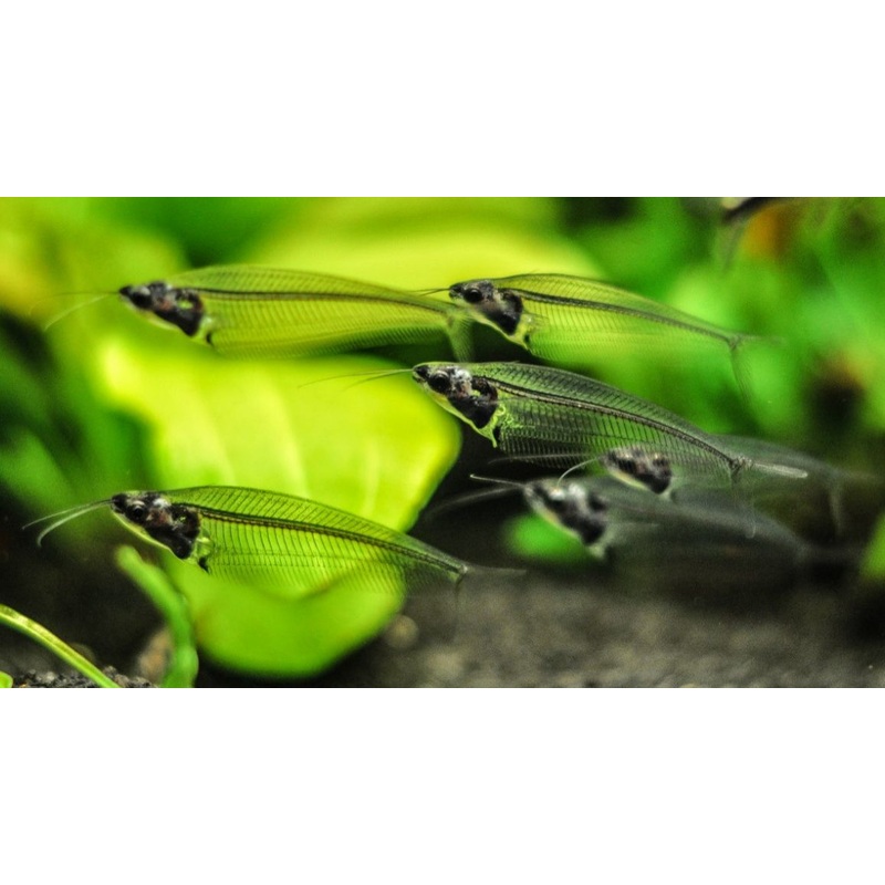 Glass catfish (Kryptopterus Bicirrhis) (5pcs)