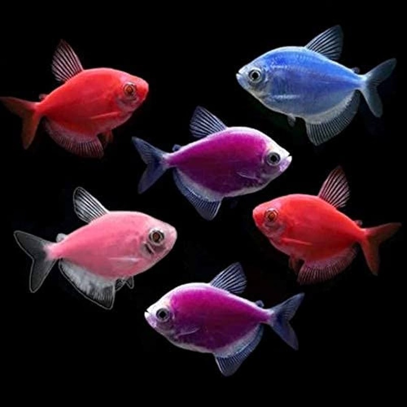 Glo Tetra (Gymnocorymbus ternetzi) (Assorted Colour) (5pcs)