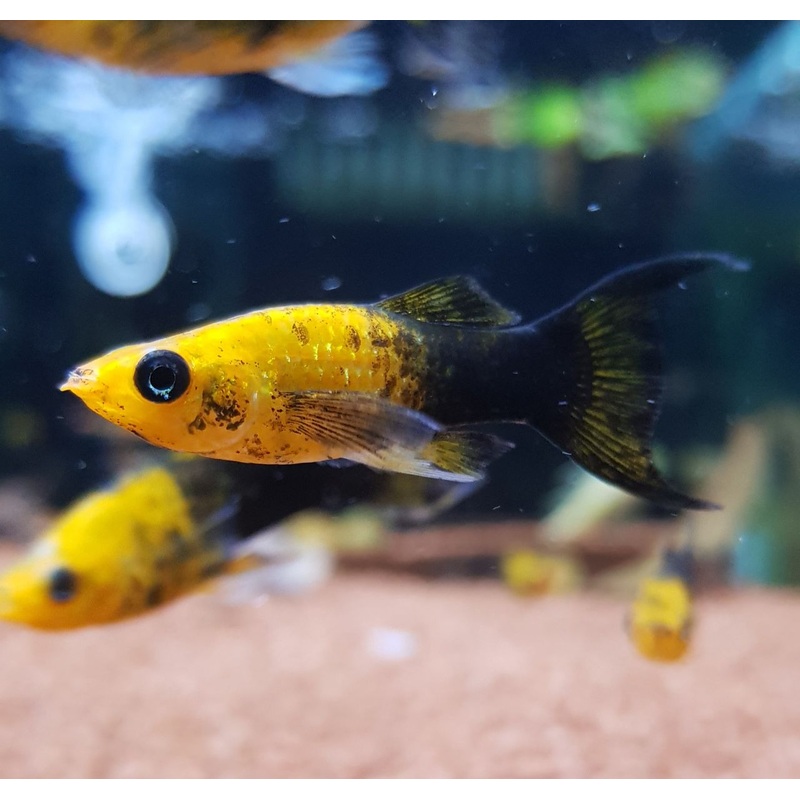 Gold Dust Lyretail Molly (Poecilia sphenops) (5pcs)