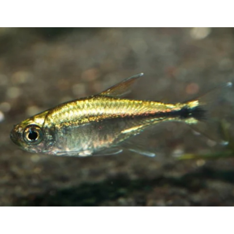 Gold Tetra (Hemigrammus rodwayi) (5pcs)