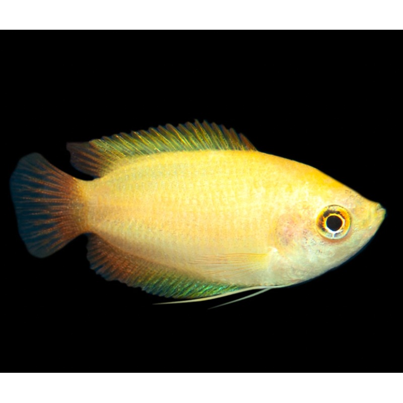 Golden Honey Dwarf Gourami (Colisa Chuna) (5pcs)