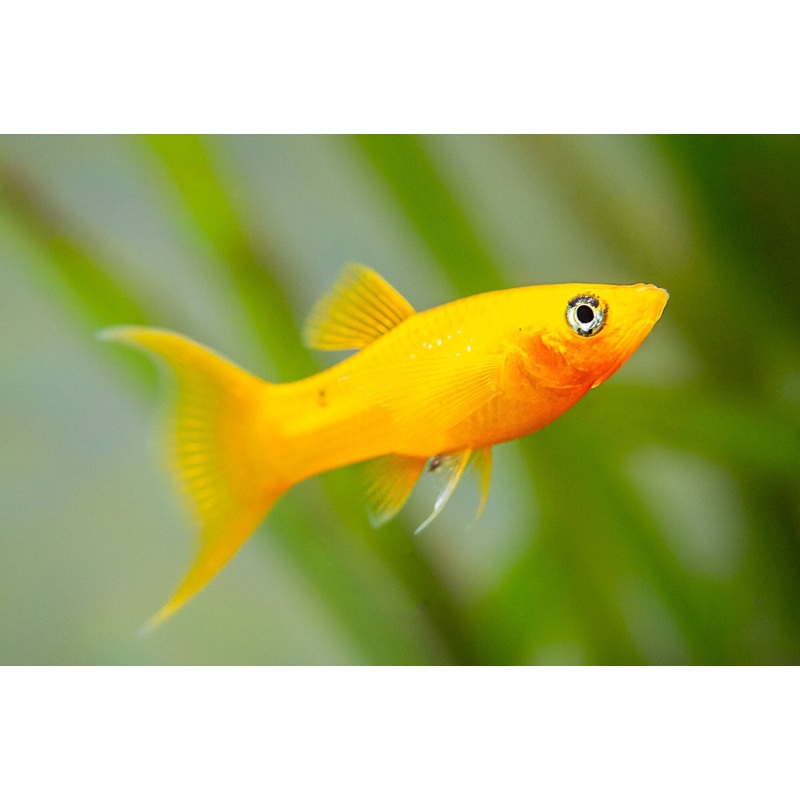 Golden Molly (Poecilia latipinna) (5pcs)