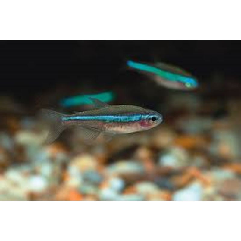 Green Neon Tetra (Paracheirodon simulans) (5pcs)