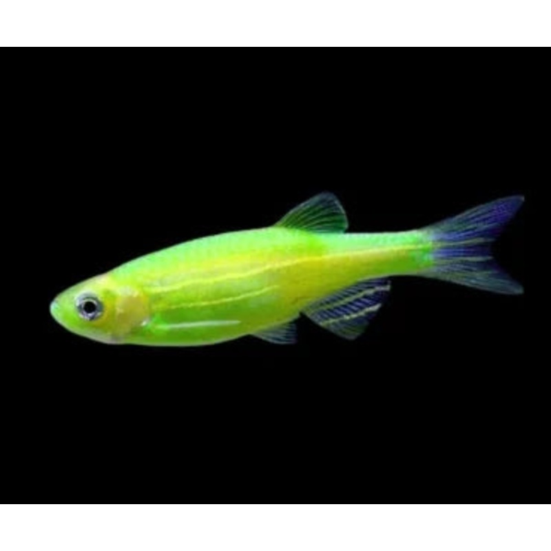 Green Zebra Danio (Brachydanio rerio) (5pcs)