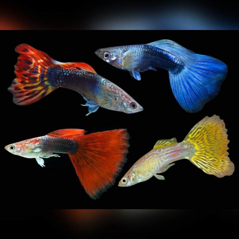 Guppy (Male)(Poecilia reticulata)(Assorted Colours) (5pcs)