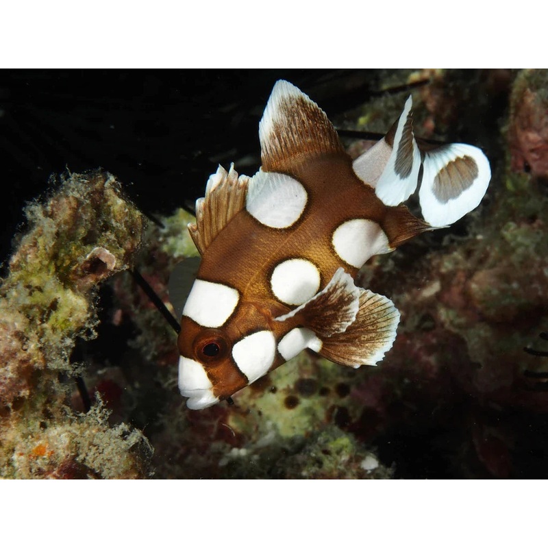 Harlequin Sweetlips (Juvenile)(Agogo) (Plectorhinchus chaetodonoides)