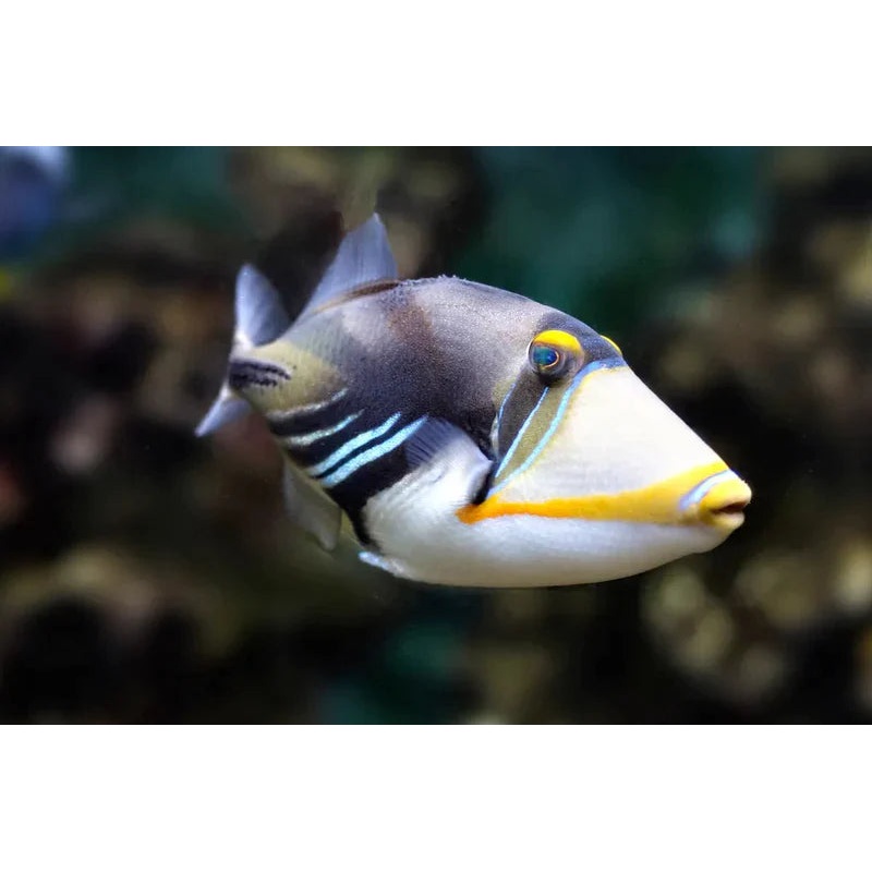 Humu Picasso Trigger (Rhinecanthus aculeatus)
