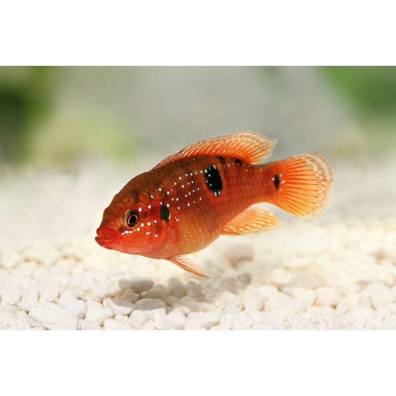 Jewel Cichlid (Hemichromis bimaculatus) (5pcs)