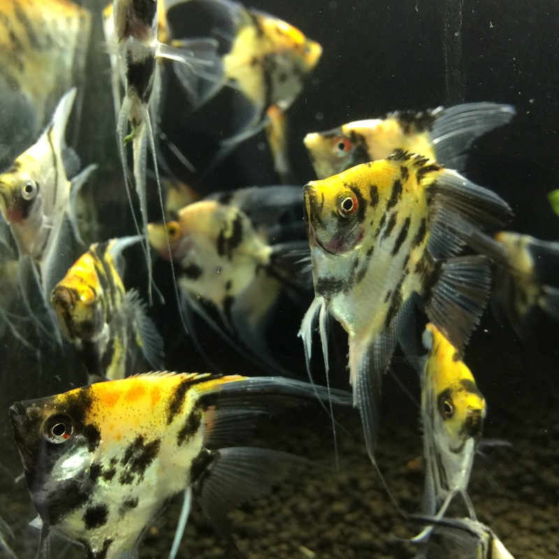 Koi Angelfish (Pterophyllum Scalare) (5pcs)