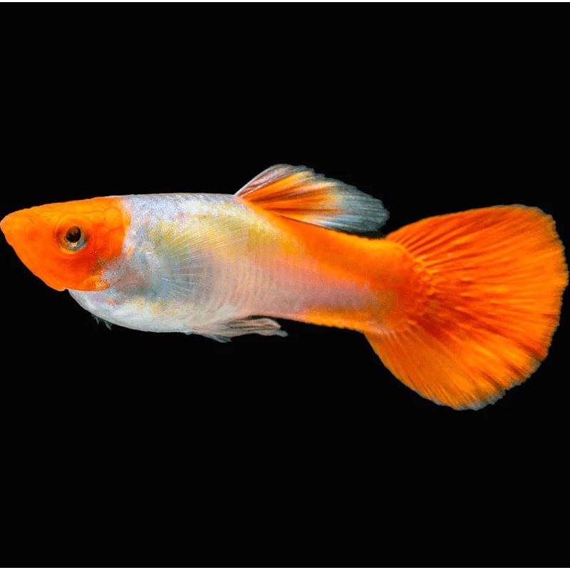 Koi Guppy (Poecilia reticulata) (5pcs)