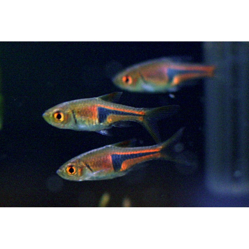 Lambchop Rasbora (Trigonostigma espei) (5pcs)