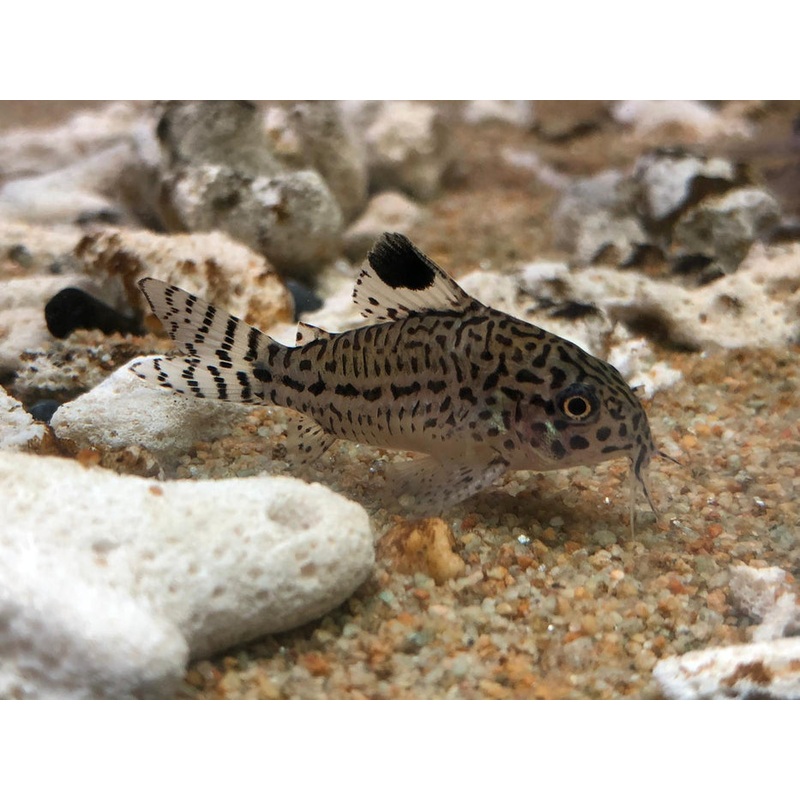 Leopard Corydoras (Corydoras trilineatus) (5pcs)