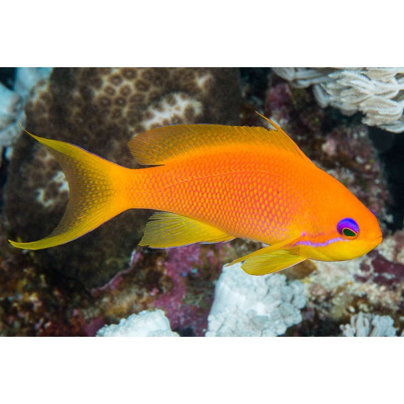 Lyretail/Blue Eye Anthias (Pseudanthias squamipinnis)