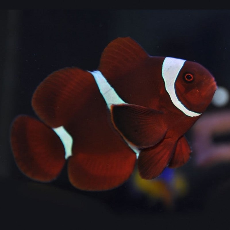 Maroon Clownfish (Premnas biaculeatus)
